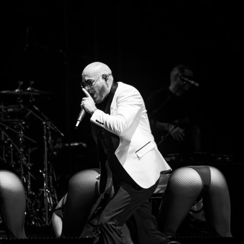 PITBULL-KATELYN-17